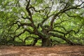 Angel oak tree in JohnÃ¢â¬â¢s Island South Carolina Royalty Free Stock Photo